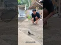 Download Lagu CARA NANGKAP BURUNG PAKE JARING