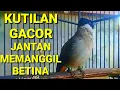 Lagu SUARA BURUNG KUTILANG JANTAN MEMANGGIL BETINA