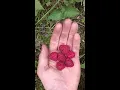 Download Lagu Herfst en zomer framboos, Rubus 'Heritage' ( echt een aanrader!)