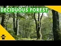 The temperate deciduous forest biome
