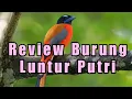 Download Lagu Review Burung Yang Super Cantik Luntur Putri