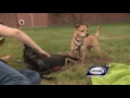 Adopt This Pet Luci and Max