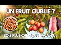 Lagu Ce fruit était un trésor il y a 2000 ans…