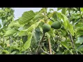 Download Lagu Mowing the Fig Orchard and Breba Progress