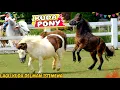 Download Lagu KUDA DELMAN ISTIMEWA ( KUDA PONY CIMORY LAND) LAGU KUDA DELMAN | NAIK KUDA | PONY | DELMAN | HORSE