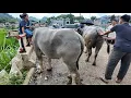 Download Lagu CHỢ TRÂU BẮC HÀ KHÁCH CHỐT TRÂU QUÁ NHANH CHƯA ĐẾN TỐI CHỢ BÁN HẾT SẠCH . TRÂU BÒ TV 1.