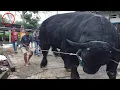 Download Lagu MENUJU KONTES ❗SAPI RAKSASA BLACK MAMBA NGAMUK DIDALAM TRUK