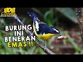 BURUNG EMAS YANG CANTIK INI MASIH KECIL SUDAH TERBANG RIBUAN KILOMETER DARI NEGARA ASALNYA