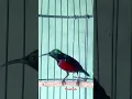 Download Lagu Kolibri #kolibrininjagacor #birds #koningacor #kicaumania #sunbird #colibríes #hummingbird #shorts