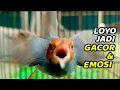 Download Lagu PRENJAK NGOTOT GACOR BANGET EMOSI MEMANGGIL LAWAN