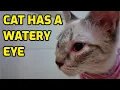 What Causes Eye Discharge Or Drainage In Cats
