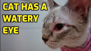 What Causes Eye Discharge Or Drainage In Cats