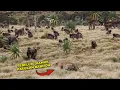 Download Lagu TOP Momen Macan Tutul VS Baboon Dan Momen Seru Hewan Lainnya
