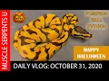PUMPKIN BALL PYTHON HAPPY HALLOWEEN 2021