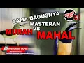 Download Lagu #1🔴 MASTERAN KOPMILASI Tembakan Tajam Cucak Cungkok VS Kolibri Kelapa BETINA❗️Masteran Ampuh❗️