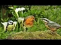 Lagu One Hour of Relaxing Bird Sounds and Video - Woodland Birds