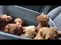 9 adorable puppies making their way to the vet
