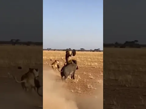 The Lion Pride Ran Away From This… 😂 #funny #animals #lion #monkey
