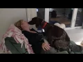 Dog loves his mommy - German Shorthaired Pointer and being a lap dog