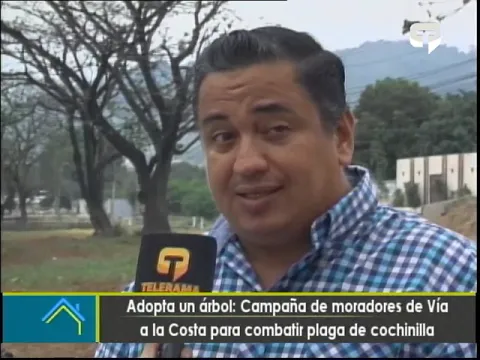 Adopta un árbol Campaña de moradores de vía a la Costa para combatir plaga de cochinilla
