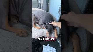 ! .. #fyp #dream #vlog #doberman #pets