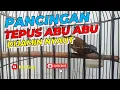 Download Lagu Pancingan Tepus Kepala Abu Dijamin Nyaut #tepusabuabu #tepuskepalaabu