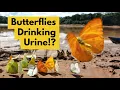 Butterflies Drinking Pee is Surprisingly Beautiful