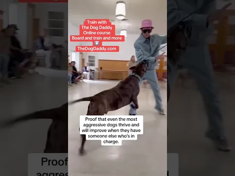 Tough Dog Gets Helped By The Dog Daddy.
