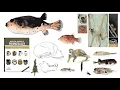 Webinar Balancing Design and Content in Scientific Posters and Figures