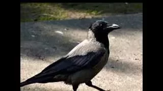 dansul ciorilor