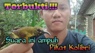 Download Suara pikat kolibri paling ampuh//beneran ampuh bosqu!!! MP3