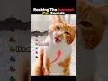 Download Lagu Ranking The Funniest Cat Sounds 🤣