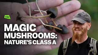 Magic Mushrooms A guide to the UK picking season