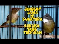 Download Lagu PERBEDAAN CUCAK JENGGOT JAWA/SUMATERA!!! Cek disini
