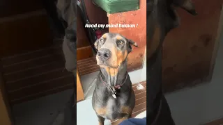 Have to be a mind reader ! #fyp #doberman #pets #dream #life