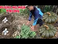 Download Lagu Nagkalat itlog ng mga tikling Good news Hindi na nawawala ang ating mga saging at Halaman harvest na