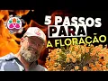 Download Lagu 5 ERROS QUE VOCÊ COMETE E ATRAPALHA A FLORAÇÃO DA SUA ORQUÍDEA