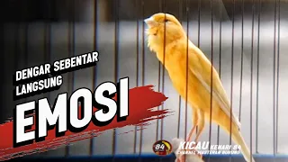  012 suara burung kenari gacor panjang emosi cuit cuit ngerol cocok utk masteran murai batu