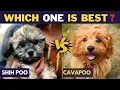 Shih poo vs Cavapoo - Comparison Between Two Poodle Mix Breeds