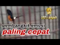Download Lagu TERCEPAT MERANGSANG EMOSI,, SATU MENIT SAJA NEMBAK ,BONGKAR ISIAN