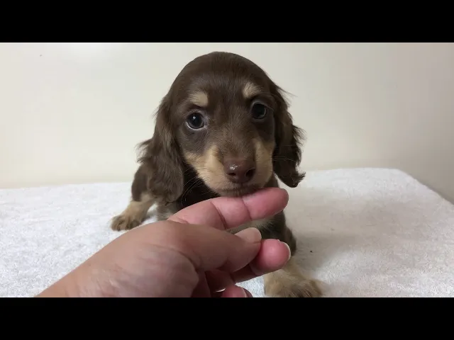 動画