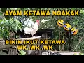 Lagu AYAM KETAWA NGAKAK ‼️ SUARA AYAM KETAWA BIKIN IKUT KETAWA | Hidup di Hutan Eps #54