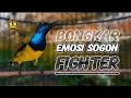 PANCINGAN BONGKAR EMOSI SOGON FIGHTER LANGSUNG NGAMUK #sogon #sogonemosi #sogongacor 