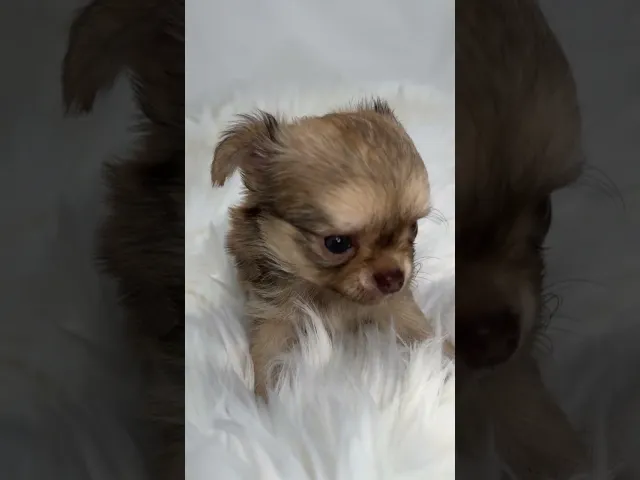 動画