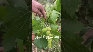 الطريقة الصحيحة لزراعة العنب The الزراعة المنزلية العنب الفلاحة العنب Right Way To Grow Grapes 