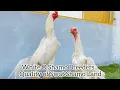 Download Lagu White O shamo For Breeding Setup #oshamo #beautiful  #beautiful #imported #subscribe #pakistan #swat