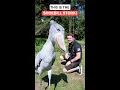 Download Lagu THIS IS THE SHOEBILL STORK! #shorts #shoebillstork #youtubeshorts