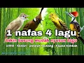 Lagu Masteran Burung JUARA Cililin - Kenari - Pelatuk bawang - Kapas tembak 