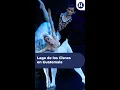 Download Lagu ✨🎭 ¡El Lago de los Cisnes llega a Guatemala! 🦢💫
