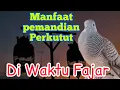 Lagu Manfaat memandikan Burung perkutut Diwaktu Fajar ||pagi hari @mangoendjoyochannel8053